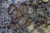Pseudombrophila cervaria image