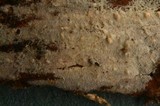 Tubulicrinis gracillimus image