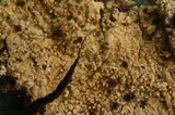 Hyphodontia subalutacea image