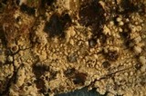 Hyphodontia subalutacea image