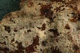 Hyphodontia alutaria image
