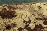 Hyphodontia alutaria image