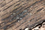 Mollisia cinerea image
