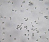 Limacella pitereka image
