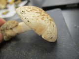 Amanita volvata image