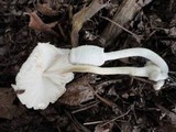 Leucocoprinus cepistipes image