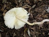 Leucocoprinus cepistipes image