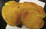 Boletus pallidoroseus image