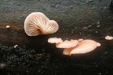 Pleurotopsis longinqua image