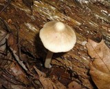 Entoloma strictius image