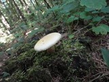 Neolentinus lepideus image