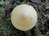 Neolentinus lepideus image