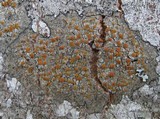 Caloplaca cerina image