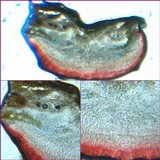 Caloplaca cerina image