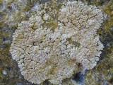 Caloplaca decipiens image