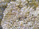 Caloplaca decipiens image