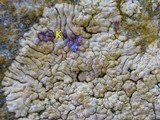 Caloplaca decipiens image