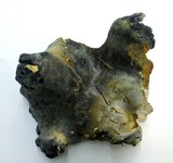 Albatrellus flettii image
