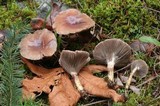 Gomphidius smithii image