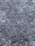 Verrucaria caerulea image