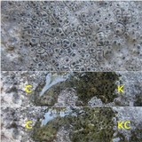 Verrucaria caerulea image