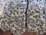 Pyrenula macrospora image