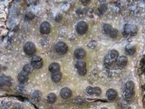 Pyrenula macrospora image