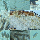 Pyrenula macrospora image