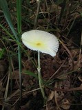 Leucocoprinus fragilissimus image