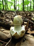 Amanita brunnescens image