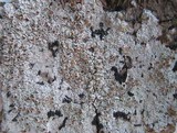 Lecanora rubicunda image