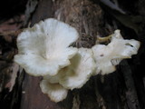 Pleurocybella porrigens image