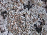 Lecanora rubicunda image