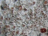 Lecanora rubicunda image