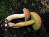 Boletus hortonii image