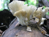 Pleurocybella porrigens image