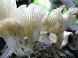 Pleurocybella porrigens image
