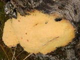 Fuligo septica image