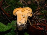 Cantharellus formosus image
