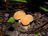 Cantharellus formosus image