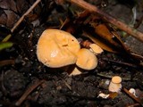 Cantharellus formosus image
