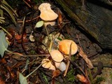 Cantharellus formosus image