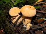 Cantharellus formosus image