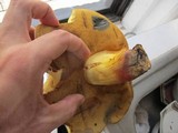 Boletus pallidoroseus image