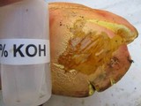 Boletus pallidoroseus image