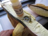 Boletus pallidoroseus image