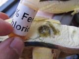 Boletus pallidoroseus image
