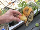 Boletus pallidoroseus image