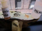 Boletus pallidoroseus image