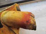 Boletus pallidoroseus image